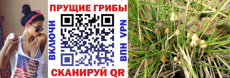 Галлюциногенные грибы MAGIC MUSHROOMS Мезень